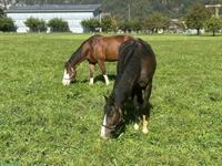 Pferdebox mit Auslauf und grosse Weiden in Matten bei Interlaken