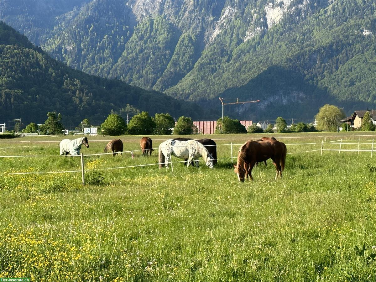 Bild 2: Pferdebox mit Auslauf und grosse Weiden in Matten bei Interlaken
