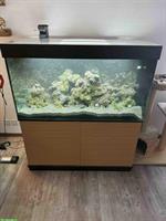 Komplettes Aquarium ca 400 Liter mit Fischbestand & Zubehör