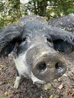 Kastrierten Wollschwein Eber dringend abzugeben