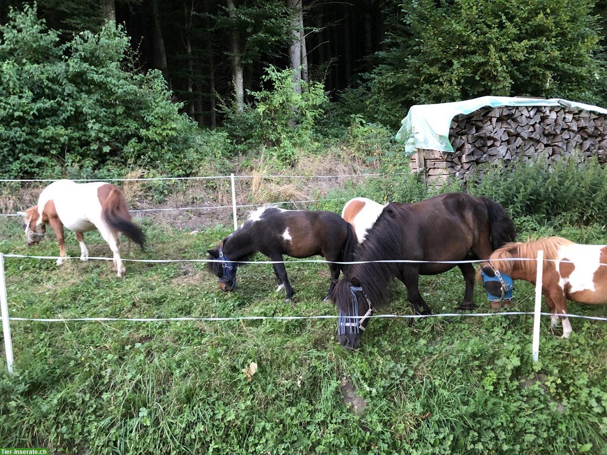 Bild 2: Offenstallplatz für Shetty Pony in Bern Bolligen
