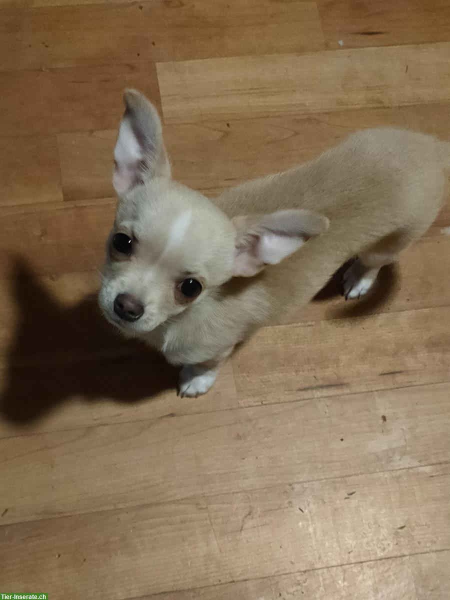 Bild 5: Chihuahua Welpen in Kurz- & Langhaar mit Stammbaum