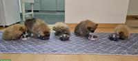 Pomeranian Welpen, Rüden und Hündin zu verkaufen