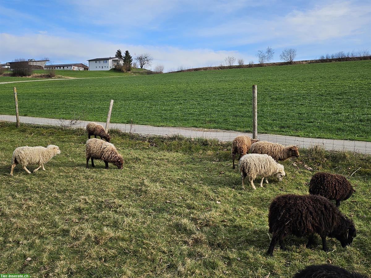 Bild 2: Schöne Ouessant Schafe zu verkaufen