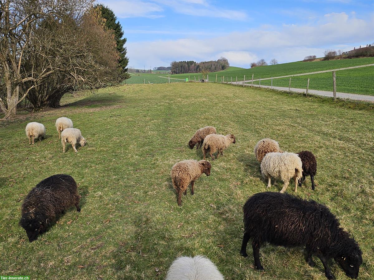 Bild 3: Schöne Ouessant Schafe zu verkaufen