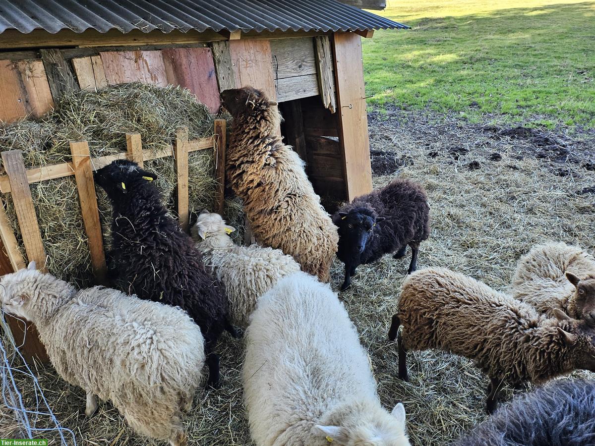 Bild 4: Schöne Ouessant Schafe zu verkaufen