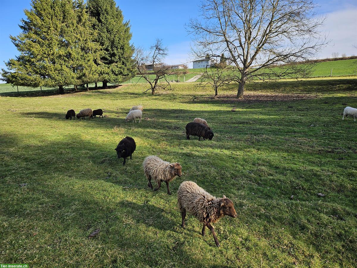 Bild 5: Schöne Ouessant Schafe zu verkaufen