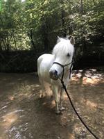 Reitbeteiligung gesucht für Pony Stute im Zürcher Oberland