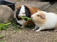 Kleintierbetreuung und Ferienheim für Meerschweinchen