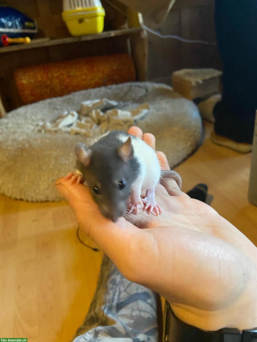 Bild 2: 8 männliche Ratten, sehr handzahm!