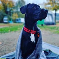 Liebevolle Betreuung gesucht für Hund Milo im Raum Niederhasli