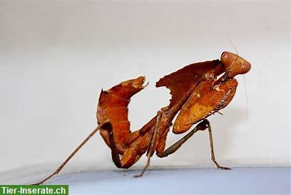 Bild 2: Deroplatys desiccata / Tote Blatt Mantis zu verkaufen