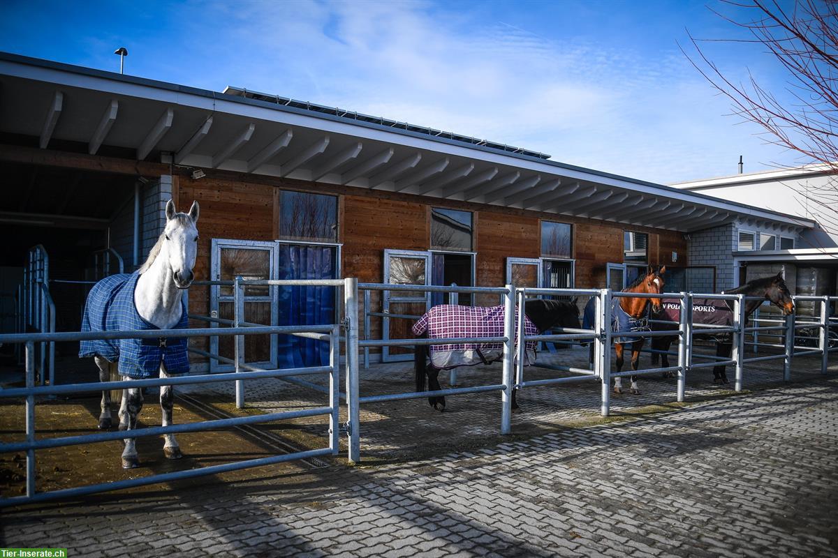 Bild 2: Stallhilfe gesucht für Pferdestall in Basadingen im Thurgau