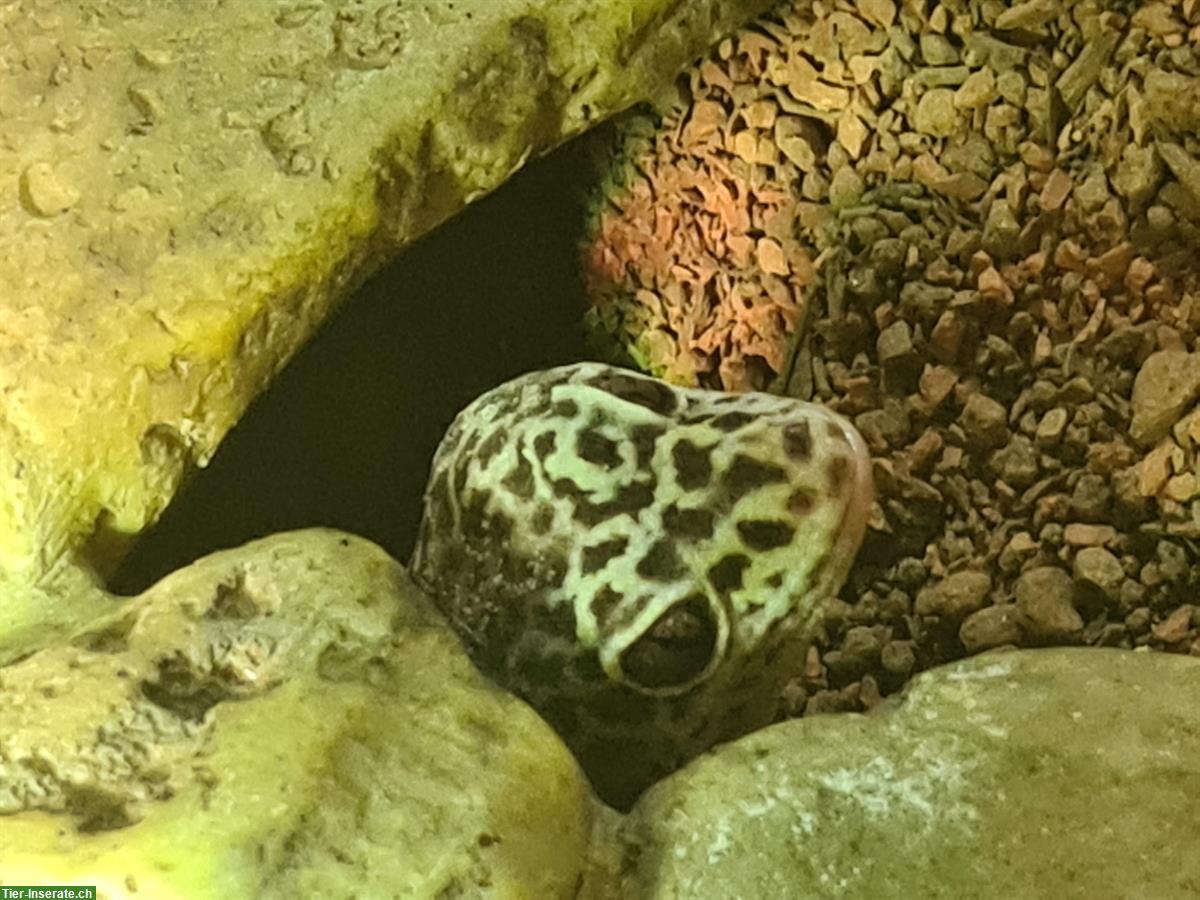 Bild 2: 5 Leopardgecko mit Terrarium
