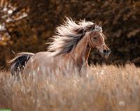 Pony Stute - eine seltene und einzigartige Gelegenheit!