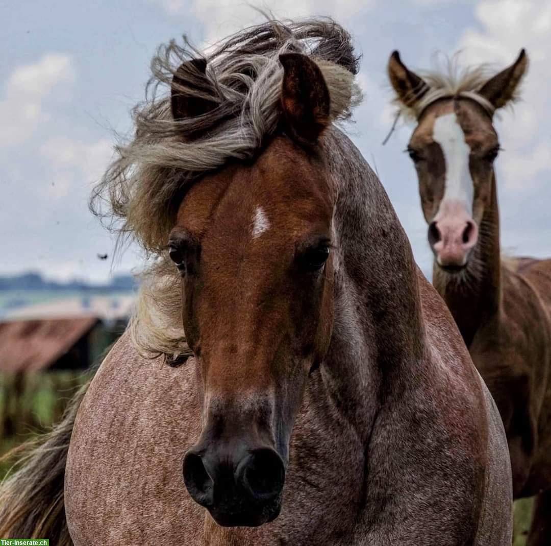 Bild 2: Pony Stute - eine seltene und einzigartige Gelegenheit!