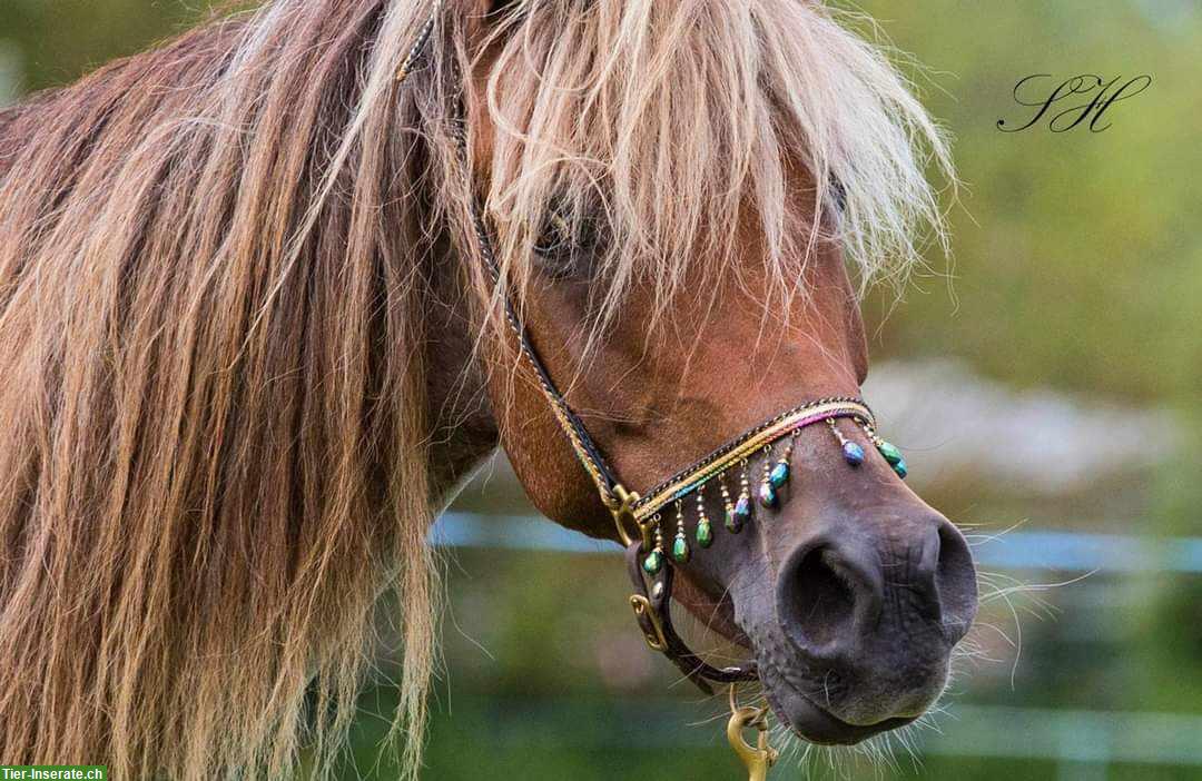 Bild 3: Pony Stute - eine seltene und einzigartige Gelegenheit!