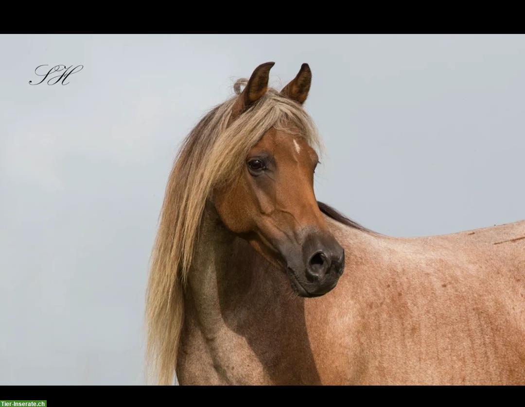 Bild 4: Pony Stute - eine seltene und einzigartige Gelegenheit!