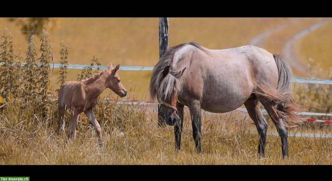 Bild 6: Pony Stute - eine seltene und einzigartige Gelegenheit!