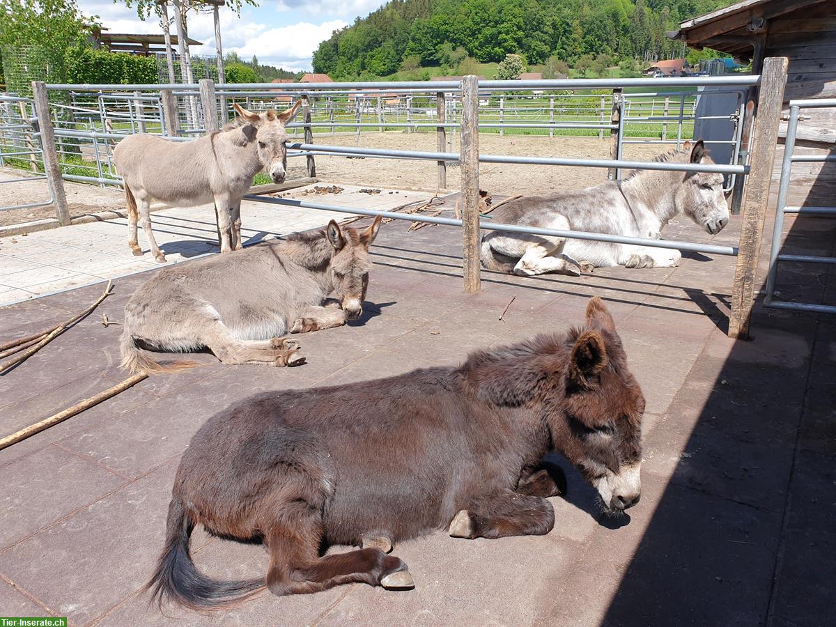 Bild 4: Tierschutz/Hilfe Mitarbeiterin Schwerpunkt Betreuung Pflege Esel 40-60%