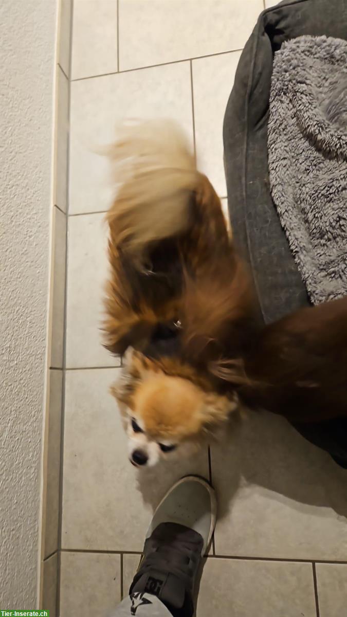 Bild 3: 2 Chihuahua Hunde kastriert suchen ein Zuhause