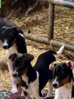 3 Jack Russell Terrier Welpen, weiblich, 4 Monate