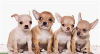 Diverse Hundeartikel / Sachen für Chihuahua