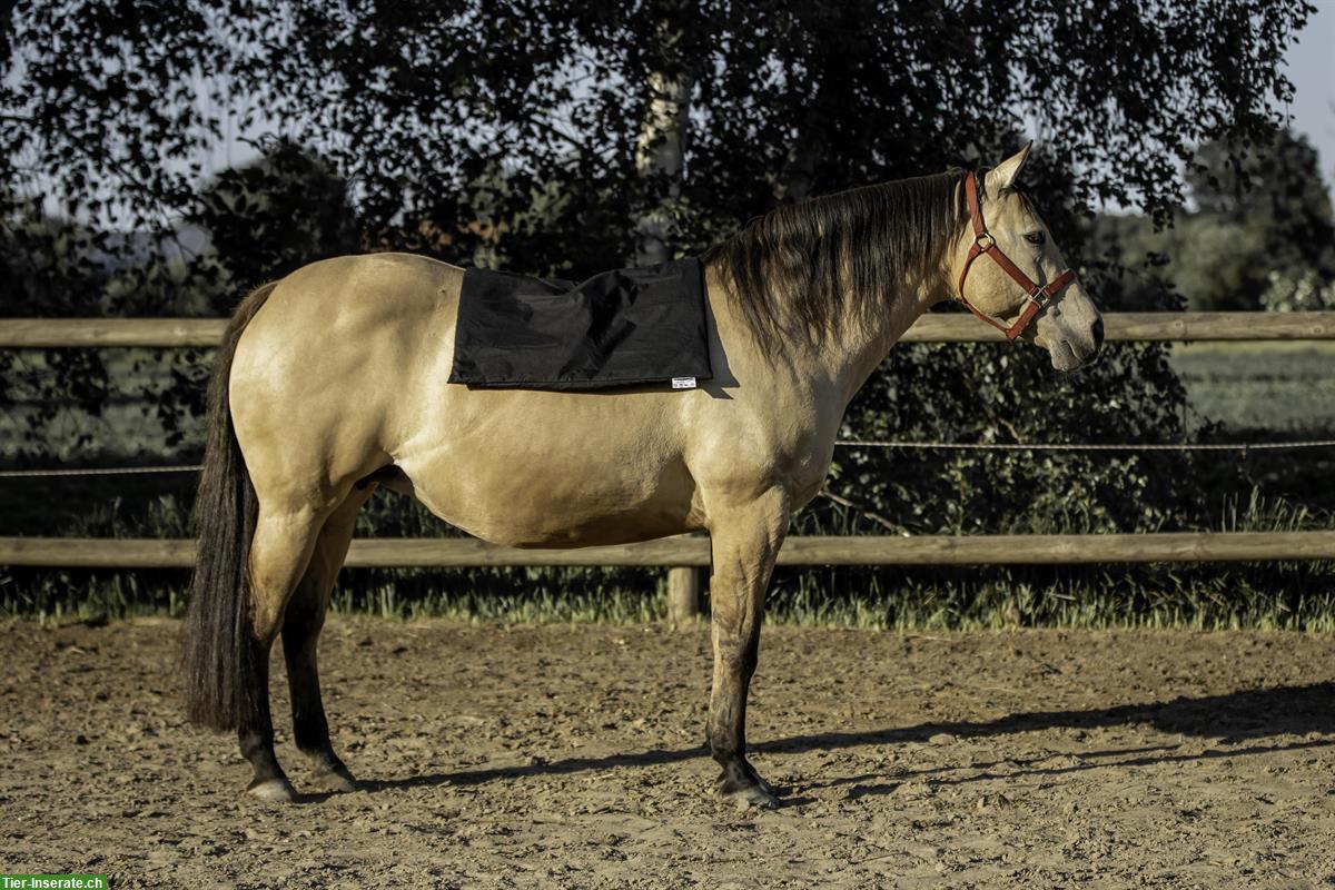 Bild 5: Entspannung & Vitalität für Ihr Pferd! Statische Magnetfeldmatten von biomagnet24®