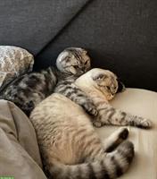 2 Scottish Fold Katzen m/w suche liebevolles Zuhause