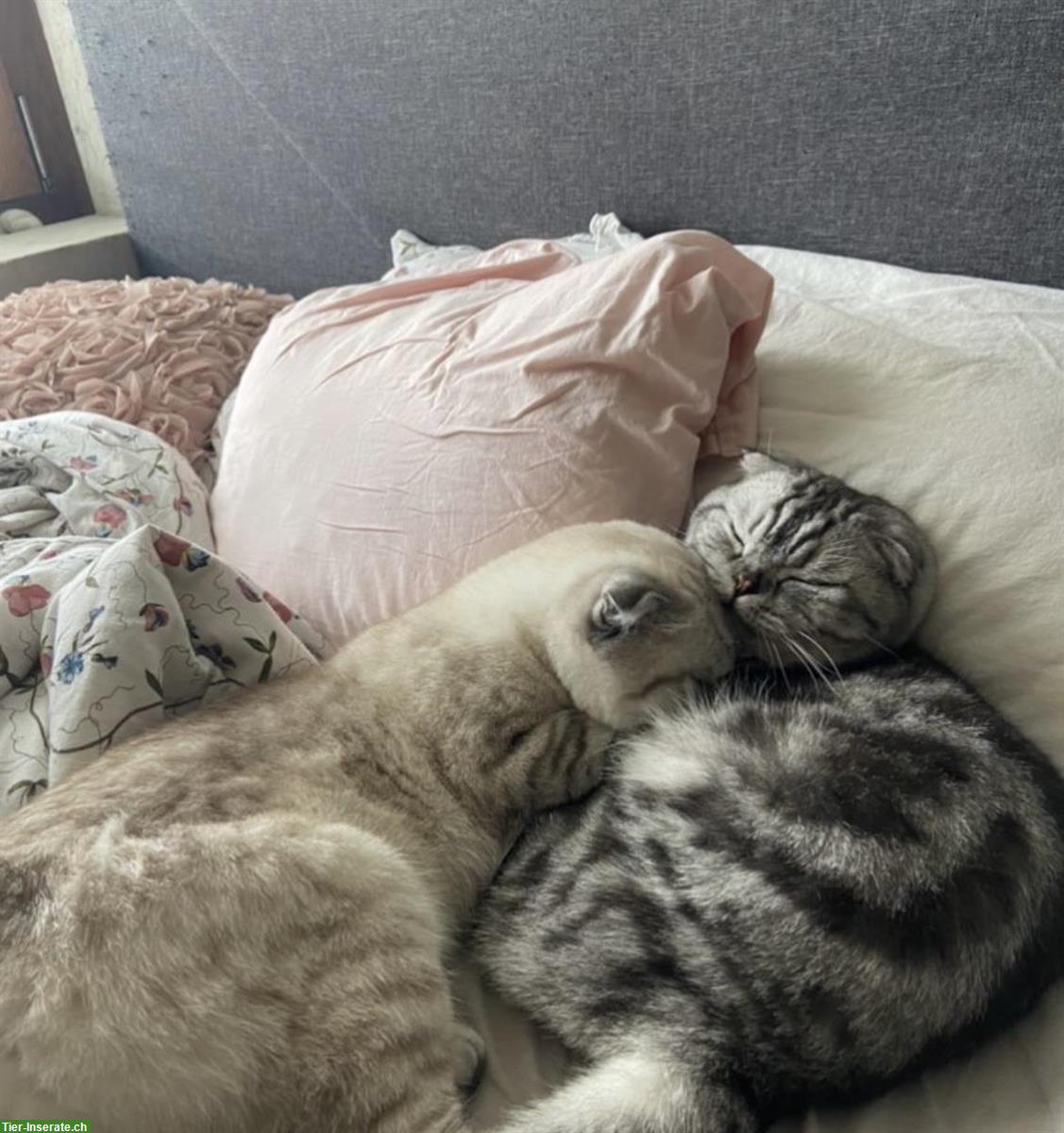Bild 2: 2 Scottish Fold Katzen m/w suche liebevolles Zuhause