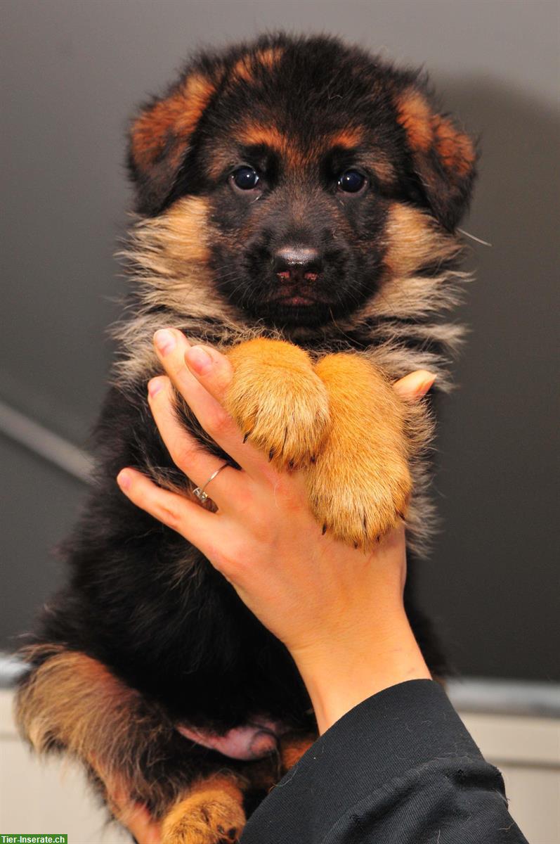 Bild 3: Deutsche Schäferhund Welpen aus der Schönheitslinie
