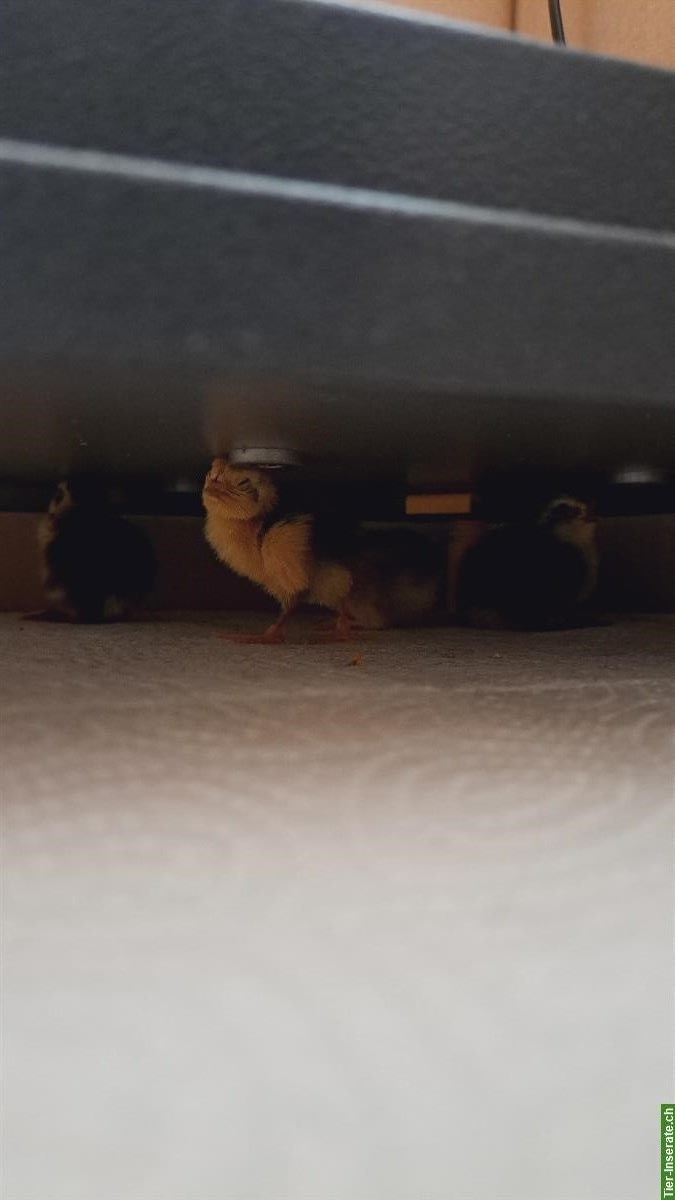 Bild 4: Miete: Wärmeplatte 30x30cm für Wachteln, Hühner, Küken