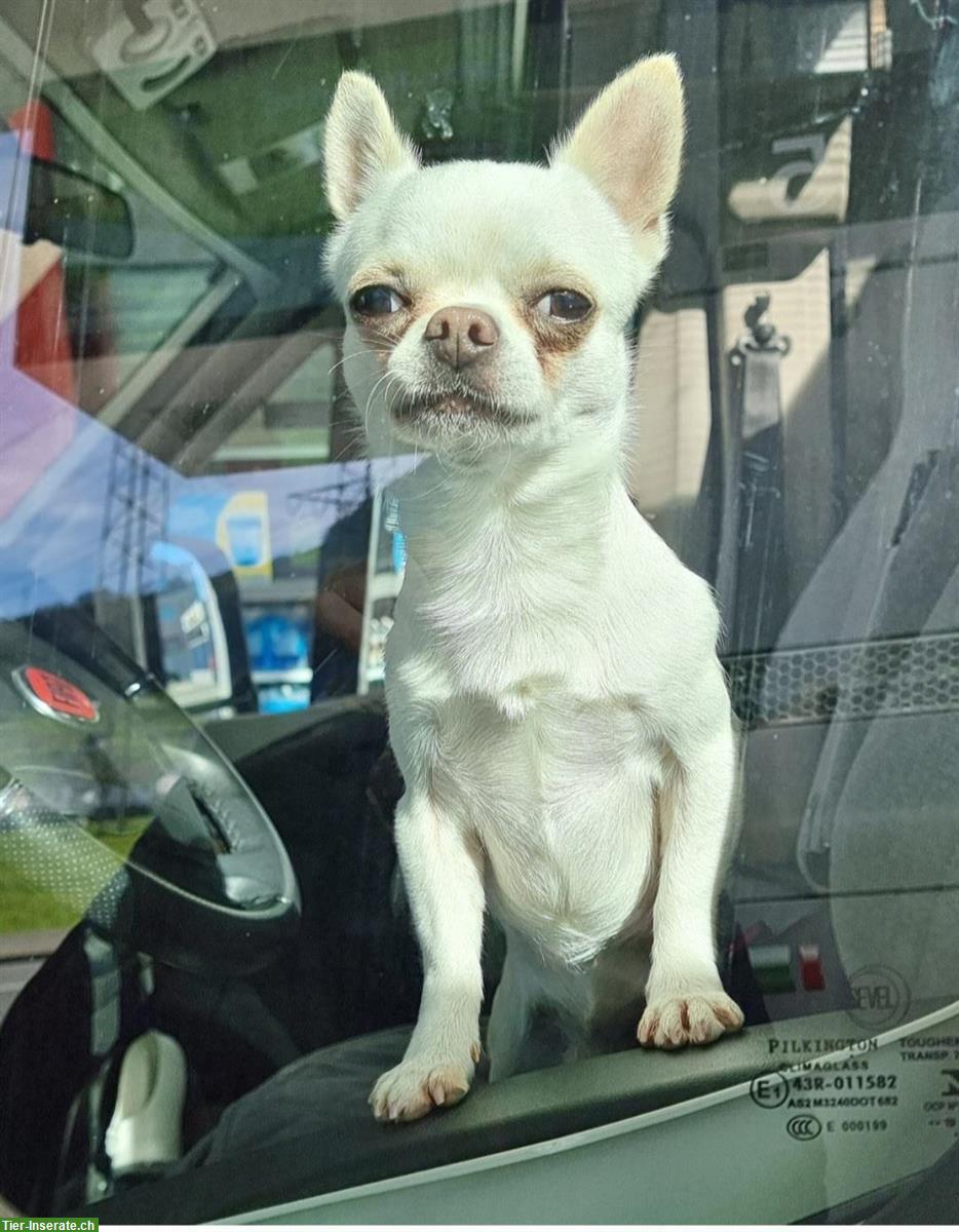 Bild 2: Kurzhaar Chihuahua Deckrüde 2,5-jährig, KEIN Verkauf!