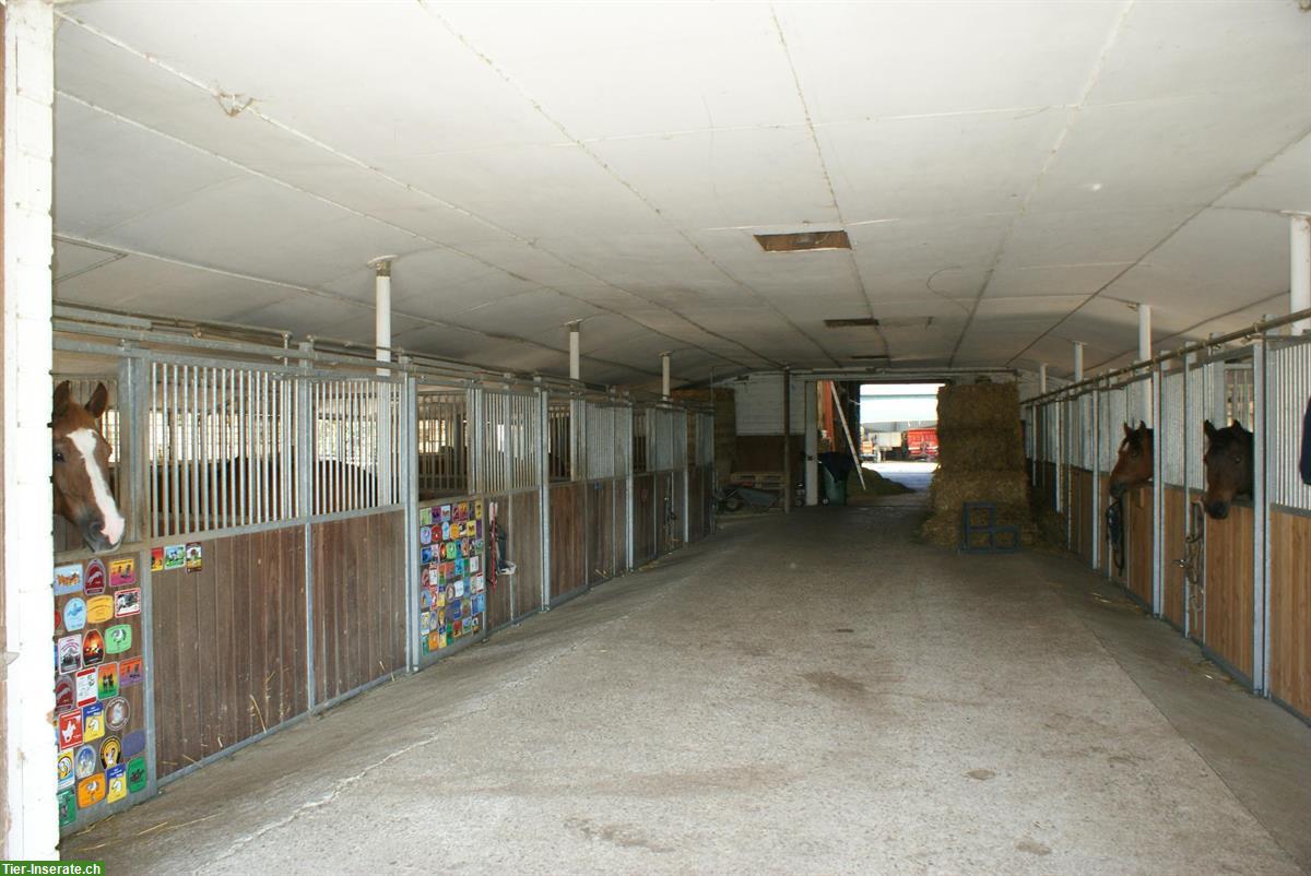Bild 2: Grosse Pferdeboxen mit Auslauf in Lengnau AG