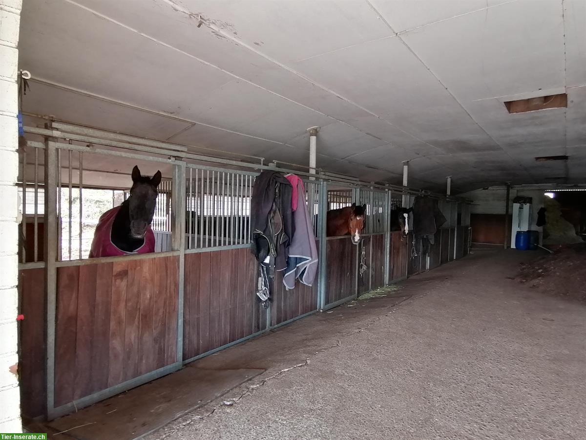 Bild 4: Grosse Pferdeboxen mit Auslauf in Lengnau AG