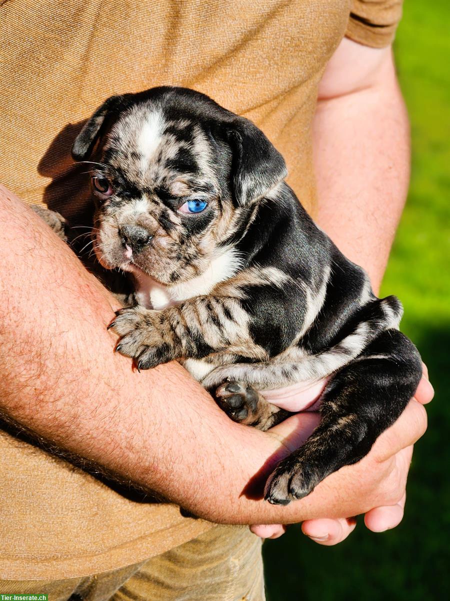 Bild 4: Französische Bulldogge Welpen aus Schweizer Zucht