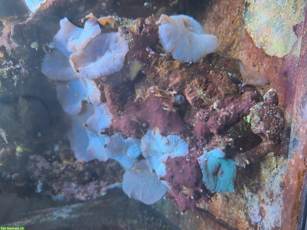 Bild 2: Korallen und Anemonen zu verkaufen / Aquariumauflösung