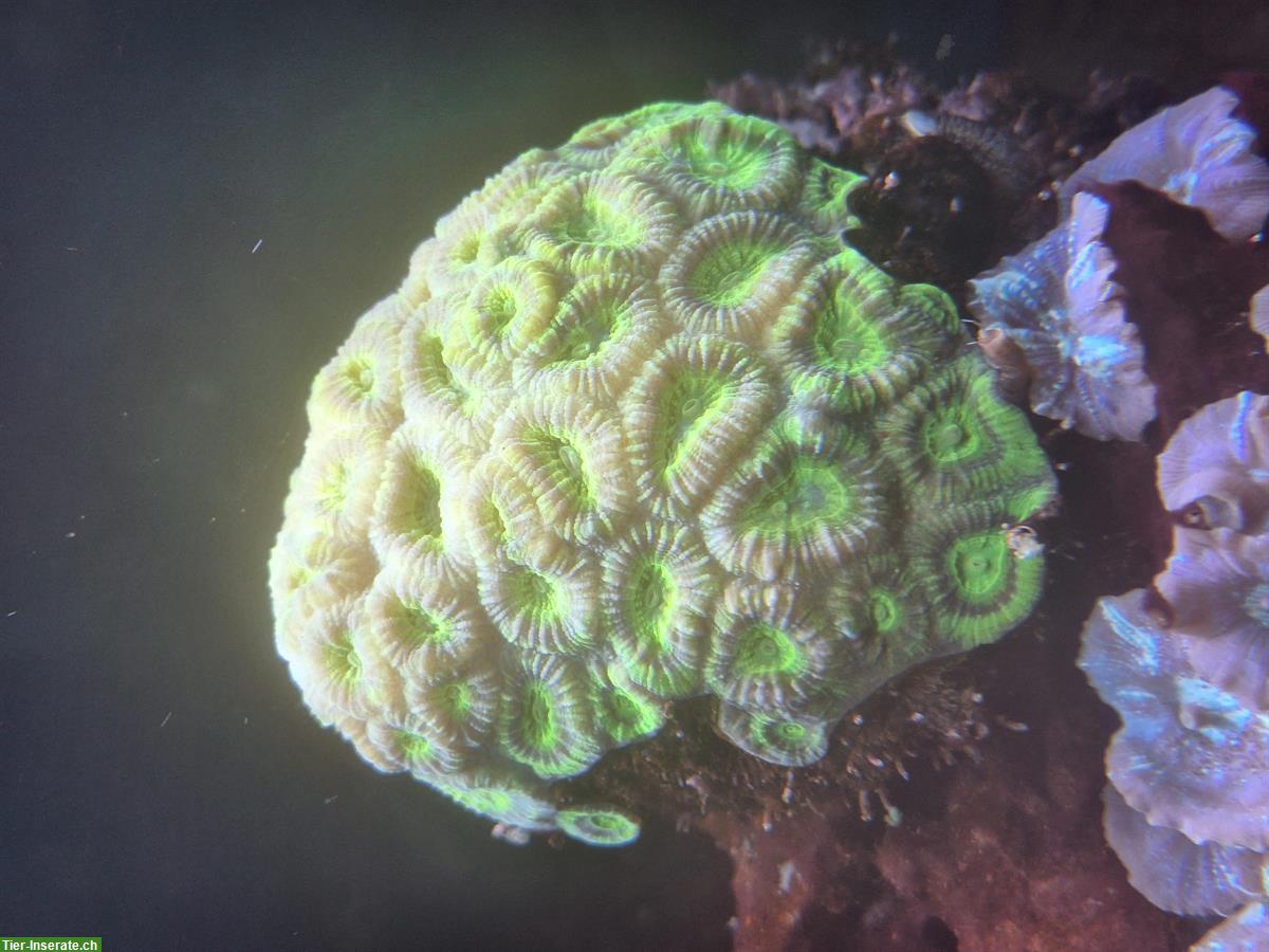Bild 3: Korallen und Anemonen zu verkaufen / Aquariumauflösung