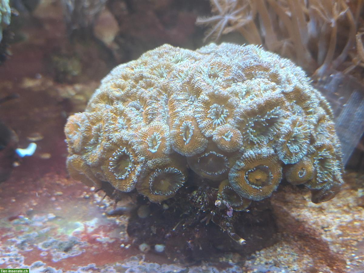 Bild 5: Korallen und Anemonen zu verkaufen / Aquariumauflösung