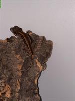 0.0.3 Rhacodactylus auriculatus, Höckerkopfgecko zu verkaufen