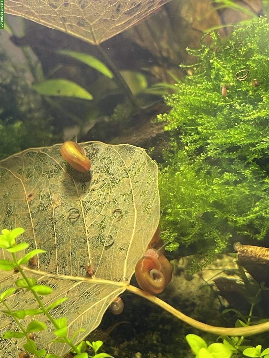 Bild 2: VERKAUFE Posthornschnecken, Orange/Golden, Ramshorn snails