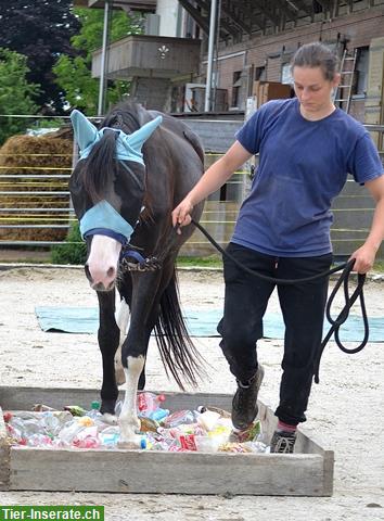 Bild 4: Praktikumsstellen frei per 1. April o.n.V. auf Pferde Zucht-/Ausbildungsstall in Bern