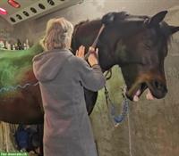 Pferdemassage, Verspannungen lösen beim Pferd