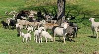 Verschiedene Skudden Schafe zu verkaufen