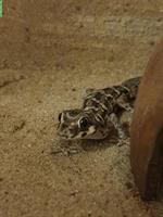 Süsser kleiner Vipergecko zu verkaufen