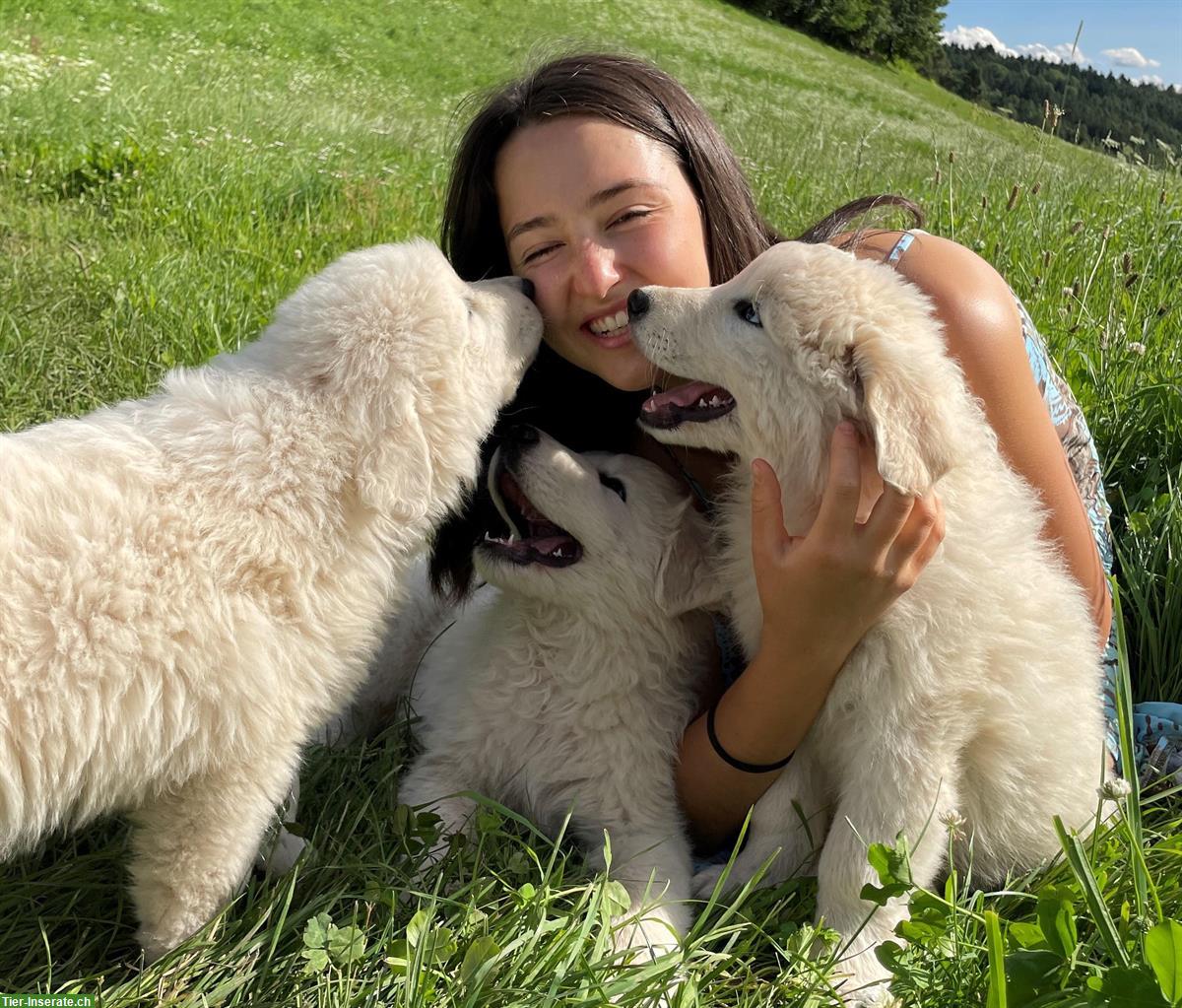 Bild 5: Maremmano Abruzzese Hunde Welpen im Südtirol