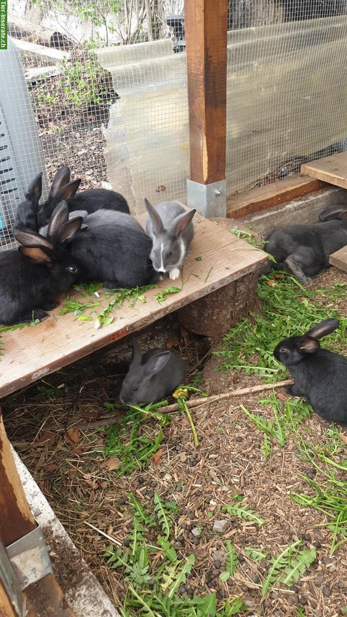 Bild 2: Schweizer Schecken Kaninchen Mischlinge