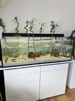 Axolotl Aquarium komplett zu verkaufen
