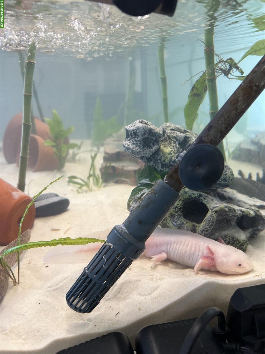 Bild 3: Axolotl Aquarium komplett zu verkaufen