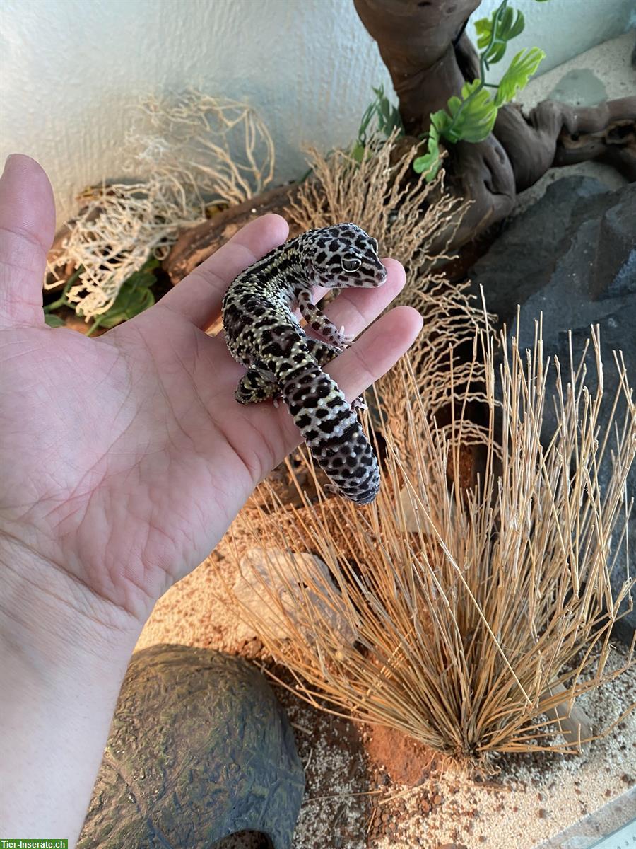 Bild 2: 3 liebevolle Leopardgeckos suchen ein neues Zuhause!